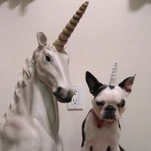 Meet your Posher, Lily lou